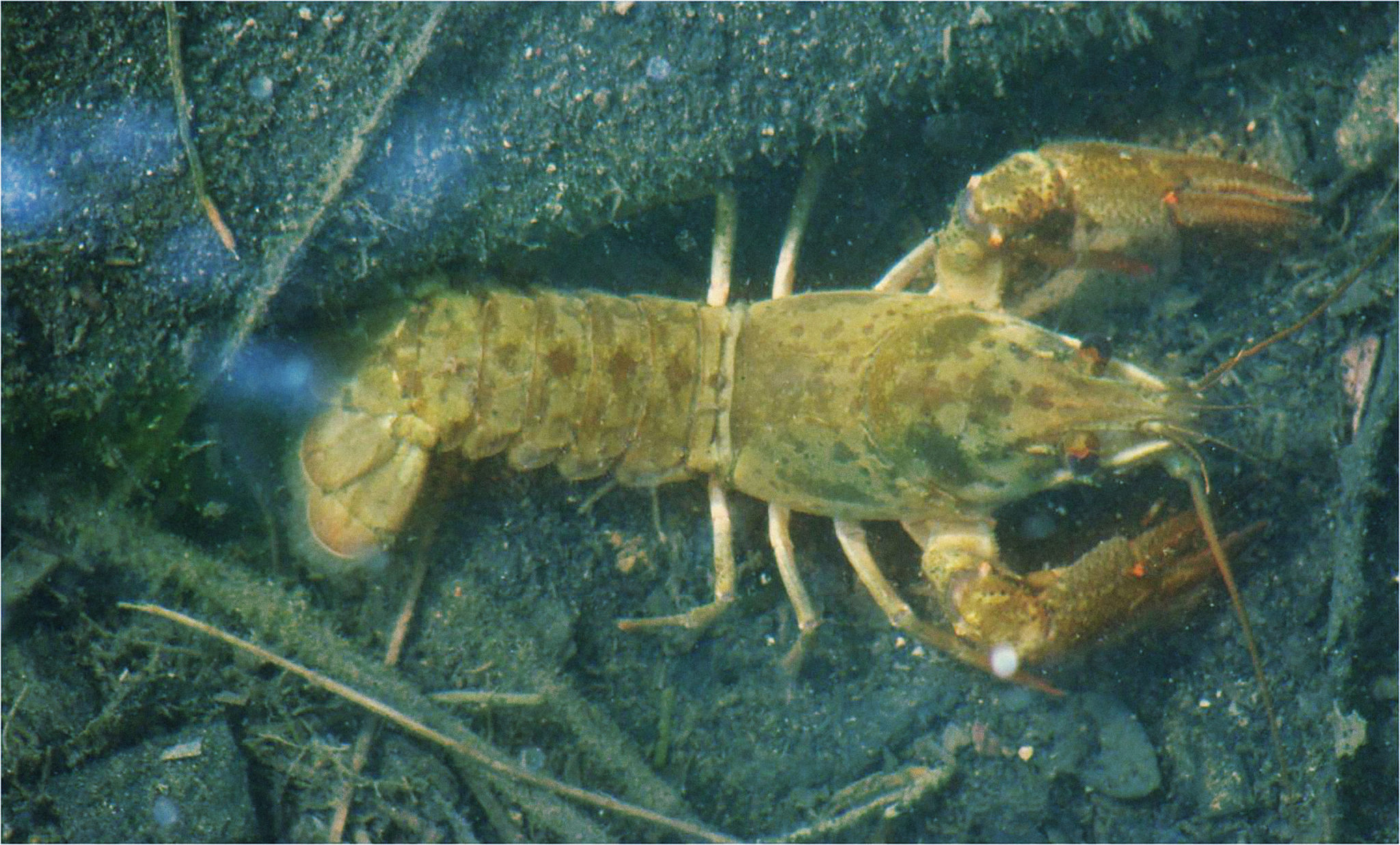 Nesporna hrbtenica dolenjske narave – eRast